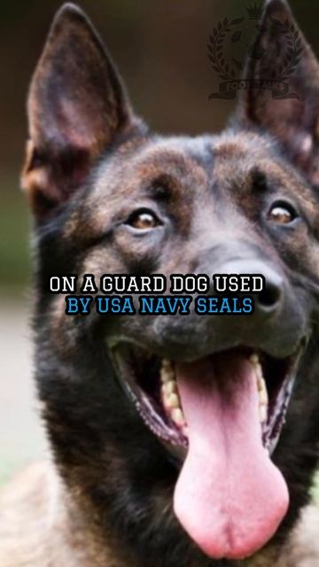 Emiliano Martinez ‘Splashes Out £20,000 On a GUARD DOG Used By US Navy Seals смотреть онлайн