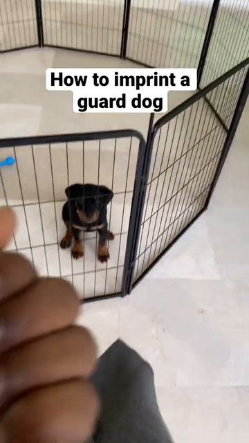 How to teach a dog to bite - puppy guard dog training смотреть онлайн