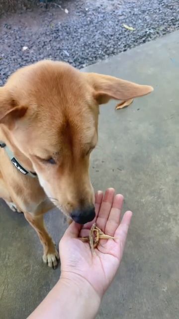 กินปลาทอด😂 #หมา #shorts смотреть онлайн