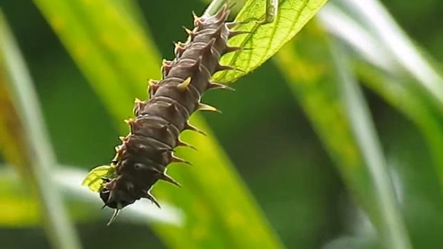 Richmond Birdwing Butterfly Caterpillar munching breakfast - You Tube смотреть онлайн