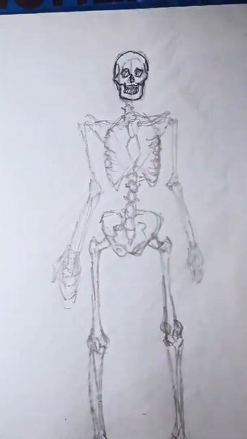 skeleton #short #art #drawing #anatomy смотреть онлайн