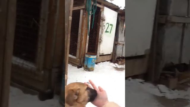 Щенки "Зова предков" - Лили, Ариэль и Несси смотреть онлайн