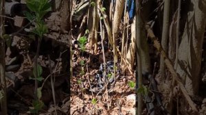 Змеиная свадьба.3 мая 2023 11.57