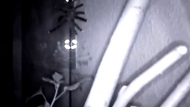 Avicularia Metallica (stabilisiert) смотреть онлайн