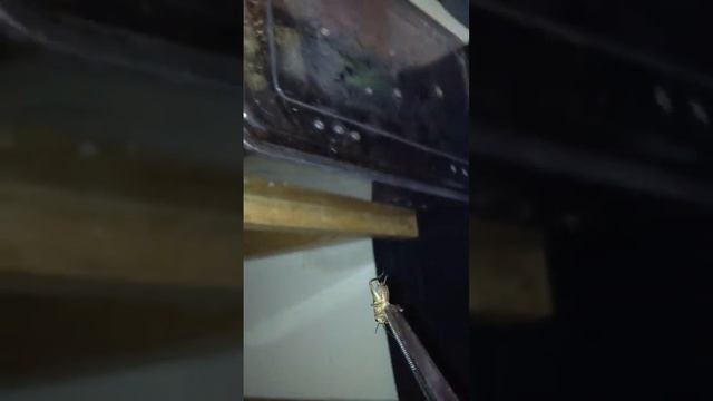 youView Tarantulas first few vids Giant white knee feeding смотреть онлайн