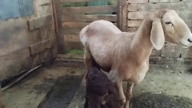 Арашан'Матка с ягненком по кличке Серьезный!!! смотреть онлайн