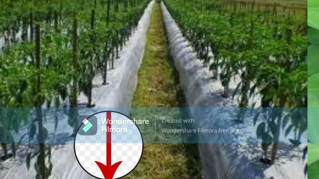 Layu fusarium atasi dgn "Tips"12 cara dan obat yang ampuh смотреть онлайн