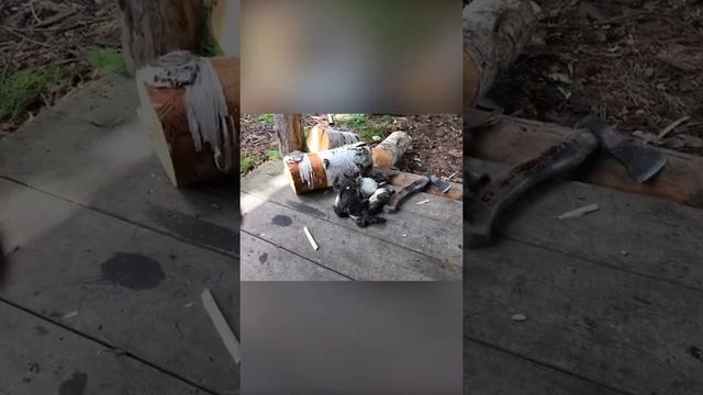 Природа,охота, утки,опята и веселые ребята