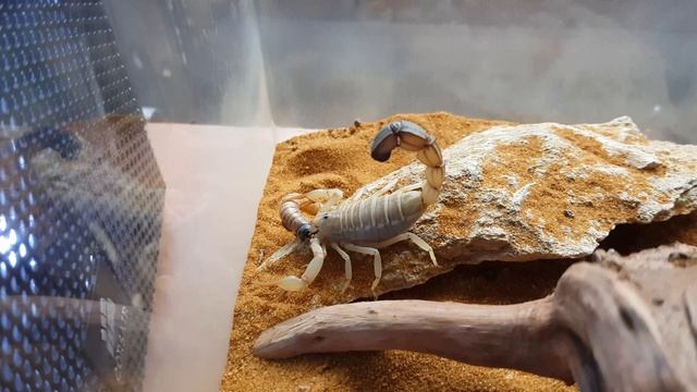 androctonus australis | feeding 4K смотреть онлайн