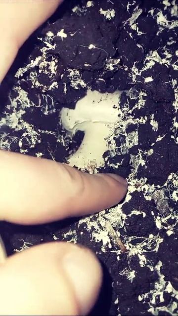 Выращивание шампиньонов смотреть онлайн