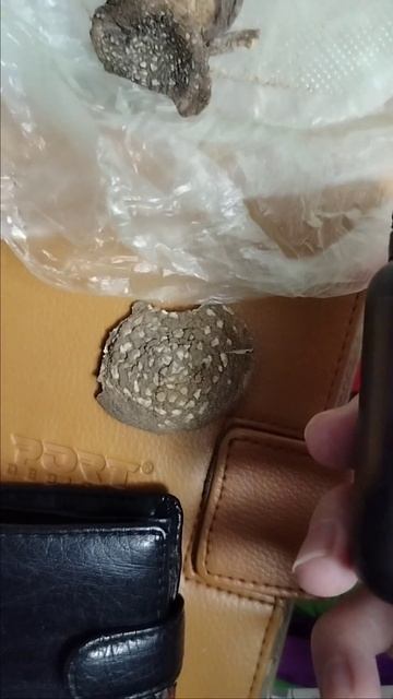 #мухомор #кордицепс