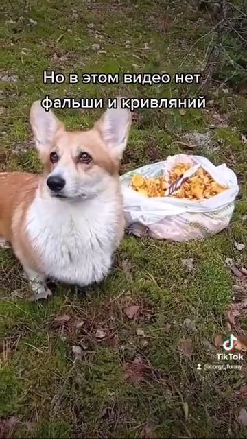 Как корги Герда ходила в лес за грибами смотреть онлайн
