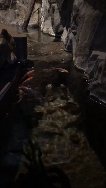 Рыбы/Океанариум/Питер #экскурсия #nature #поход #spring #travel #путешествия смотреть онлайн