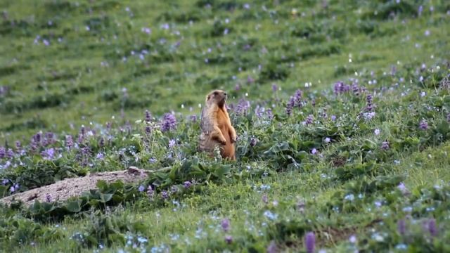 Сурок серый - Marmota baibacina - Көк суур смотреть онлайн