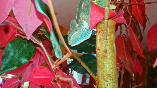 Panther Chameleon meets a fired up Veiled Chameleon смотреть онлайн