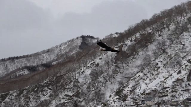Steller's Sea Eagles смотреть онлайн