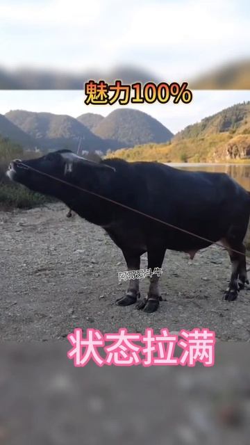 鬥牛 疯狂斗牛|bullfight ,crazy bullfight|đấu bò điên cuồng|adu banteng gila#乡村斗牛#斗牛#牛王争霸赛 #少数民族风情 #斗牛文化 смотреть онлайн