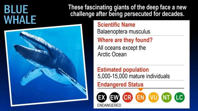 Endangered Sea Species