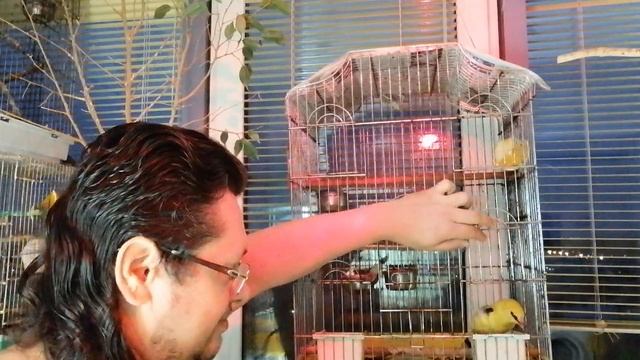 Ивушка поет сидя на руке. А вы все приводите в пример иностранцев смотреть онлайн