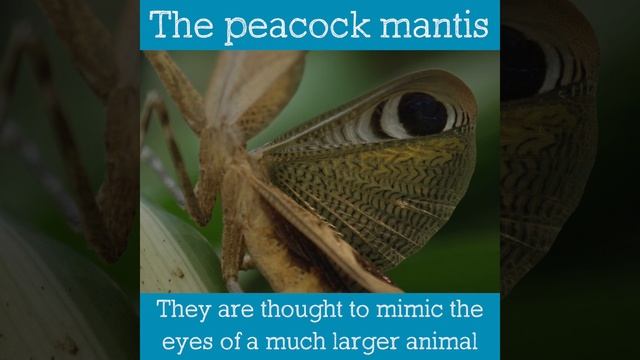 Peacock Mantis | Bug Facts смотреть онлайн