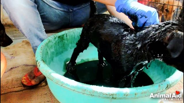 3 desperate puppies trapped in hardened tar, saved. смотреть онлайн