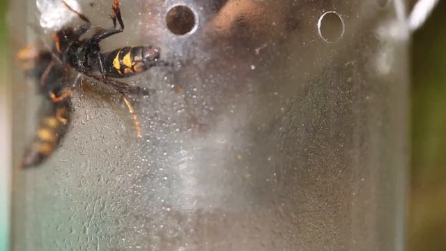 Lutte contre le Frelon asiatique Vespa velutina смотреть онлайн