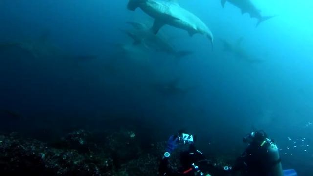 Swimming with Hammerhead Sharks pt. 1 смотреть онлайн