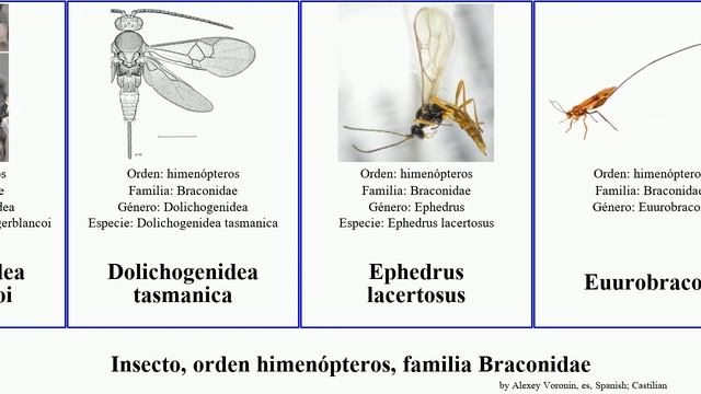 Insecto, orden himenópteros, familia Braconidae aleiodes dolichogenidea rhaconotus leptodrepana смотреть онлайн