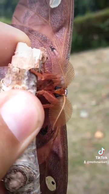 Cute Moth смотреть онлайн