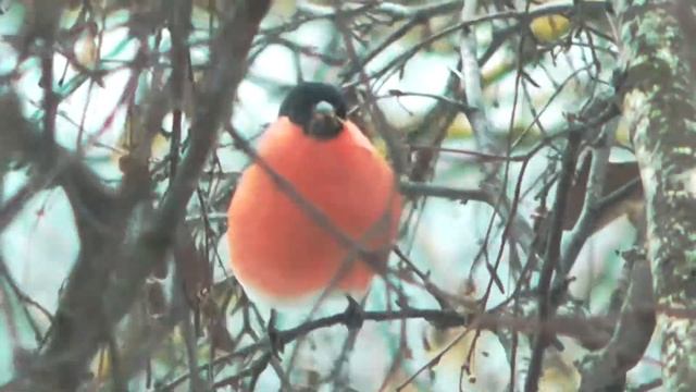 Снегирь за окном \ Outside the window, the bullfinch смотреть онлайн