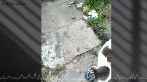 Кошки против змей. Как коты спасают людей от змей. Битвы животных снятые на камеру. Подборка 1.