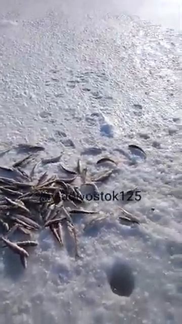 Межковрижье 11.01.2020👍🎣Андрей смотреть онлайн