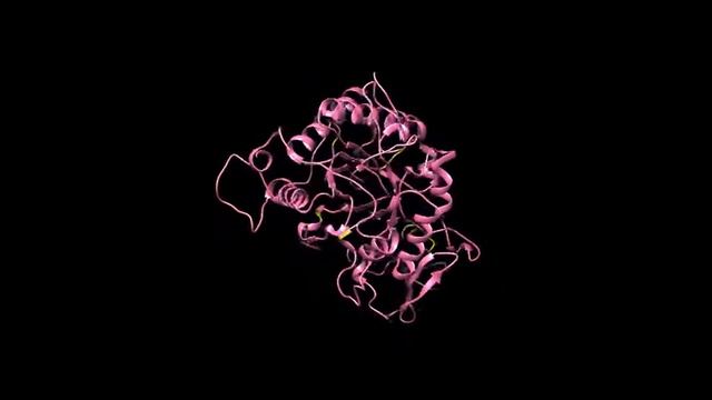 Coccidioides posadasii chitinase 7 protein structure смотреть онлайн