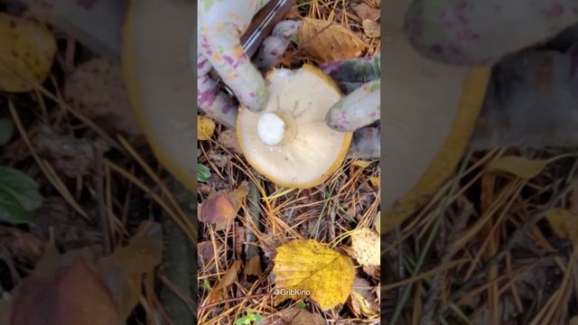 Лесные сокровища