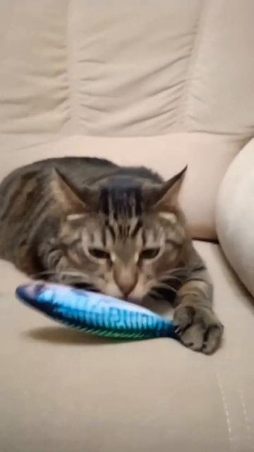 У кота Кузя появилась новая крутая рыбка игрушка#shorts #коты #кот #игры #игрушки #котики #котик смотреть онлайн