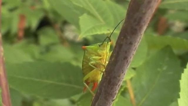ハサミツノカメムシ/Acanthosoma labiduroides 02 смотреть онлайн