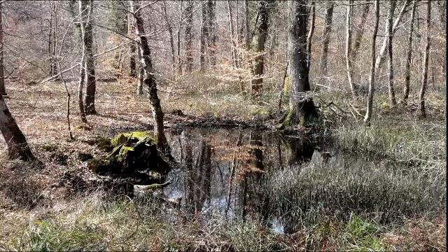 Histoire d'Espèce #1 Le Triton Marbré смотреть онлайн