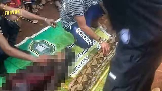 Питон целиком заглотнул человека,а дальше смотреть онлайн