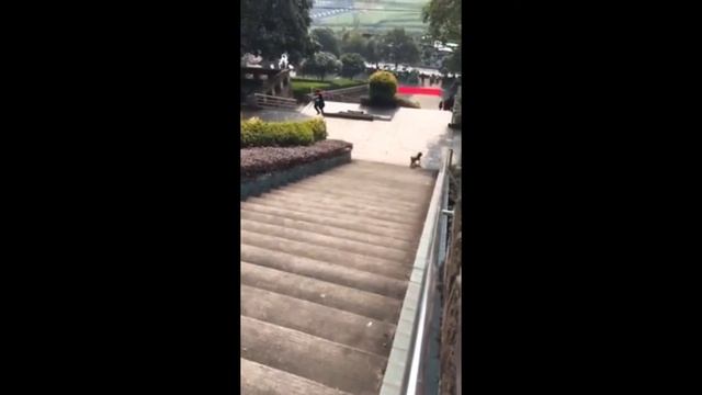 Cмешные приколы с животными ~ BEST COUB #3 смотреть онлайн