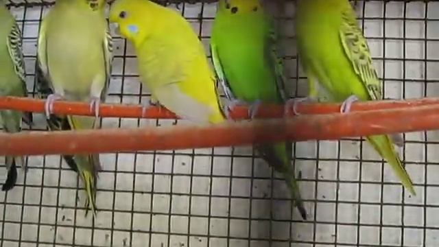 OLIVE FISCHER AND OLIVE MASK смотреть онлайн