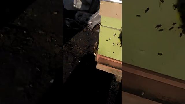Облет пчел в декабре 10-12-2017 смотреть онлайн