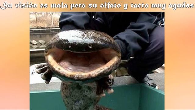 **9 curiosidades sobre la salamandra china gigante** смотреть онлайн