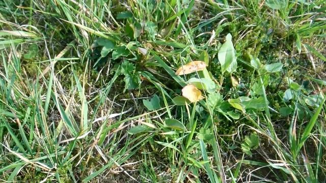 Veldkrekel Grillon Champêtre Fieldcricket Feldgrille Gryllus campestris juv 20140907 DSCN7386 смотреть онлайн