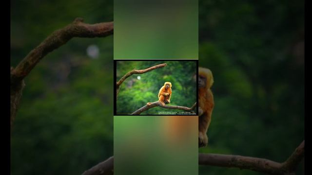 Macaco prego dourado / galego смотреть онлайн