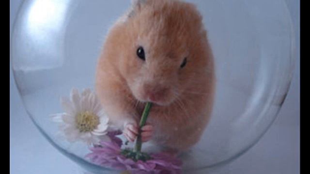 hamster dance music video смотреть онлайн