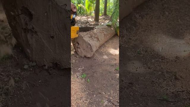 panter r17 lam 60 ,máy cưa xích bãi nhật đẹp re 1tr 800k bao ship cho ae cắt gốc смотреть онлайн