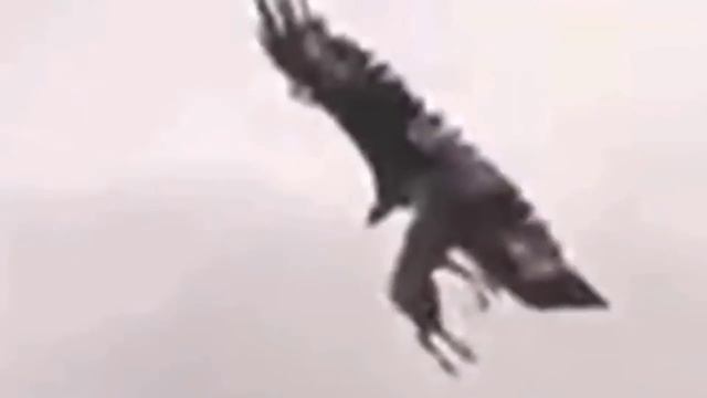 This is how the eagle snatches the deer and flies it in the air смотреть онлайн