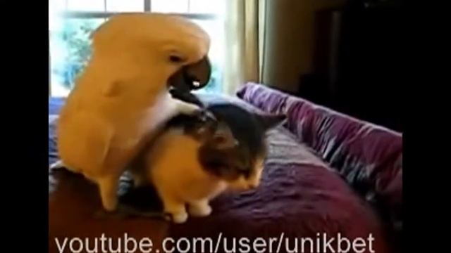 Кот и попугай Cat and parrot смотреть онлайн