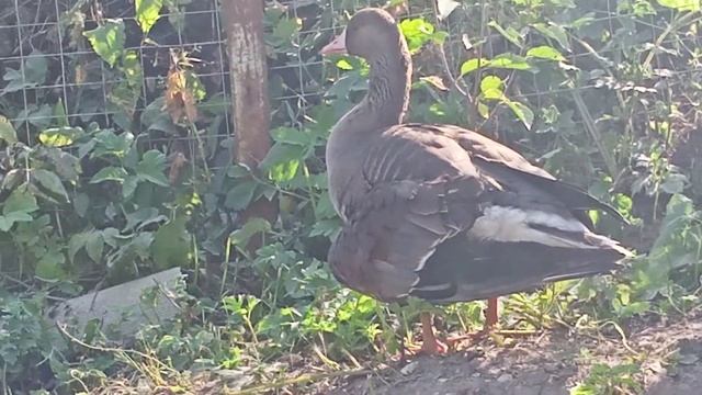 Дикий белолобый гусь смотреть онлайн
