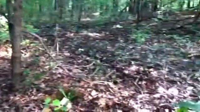 September mushrooms #3 смотреть онлайн